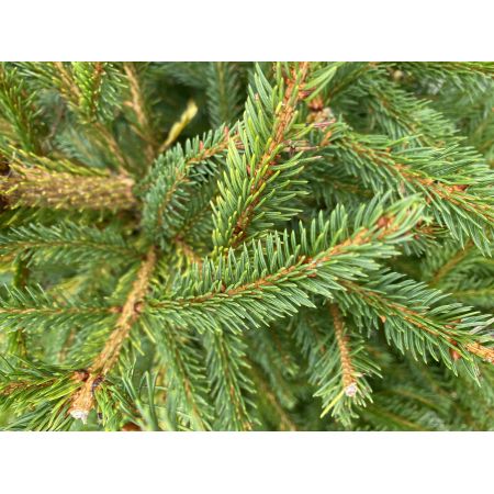 Norway Spruce Potted Christmas Tree 4-5" (125/150cm) - image 2