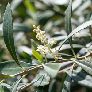 Olea europaea - Olive Half Standard