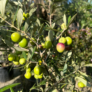 Olea Europea - OLIVE  medium standard tree