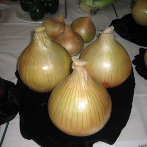 Onion Globo Seeds