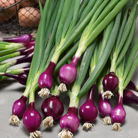 Onion Spring  Lilia RHS AGM Seeds