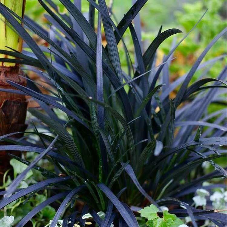 Ophiopogon Planiscapus Nigrescens - Goldcliff Garden Centre