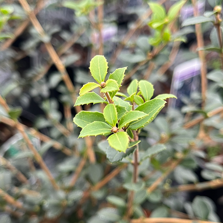 Osmanthus delavayi