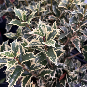 Osmanthus heterophyllus Variegata