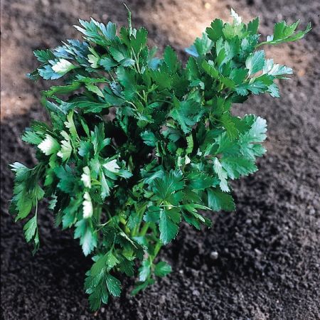 Parsley Italian Giant Organic Seeds