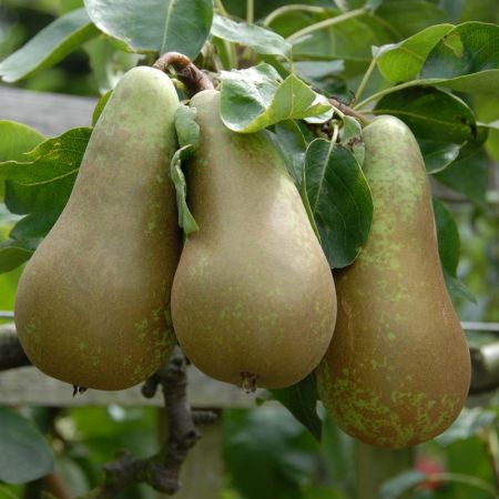 Pear Conference