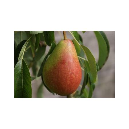 Pear Louise Bonne of Jersey