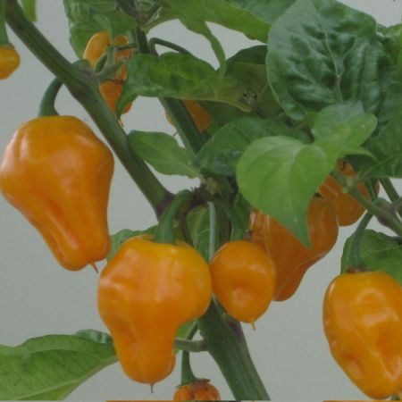 Pepper Chilli Trinidad Perfume Seeds