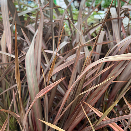 Phormium Bronze Baby