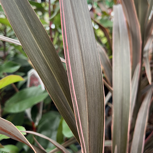 Phormium Pink Stripe