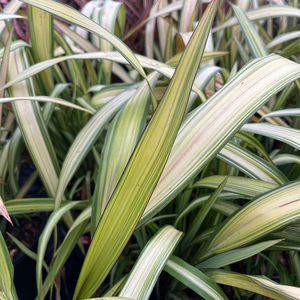 Phormium Yellow Wave