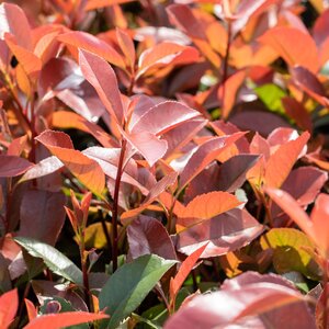 Photinia x fraseri Red Robin