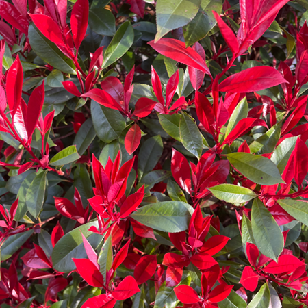 Photinia x fraseri - Red Robin