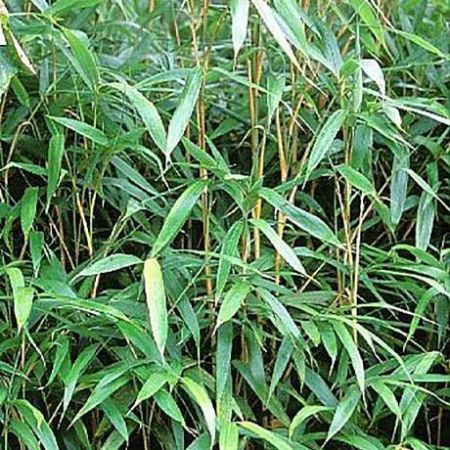 Phyllostachys  bissetii