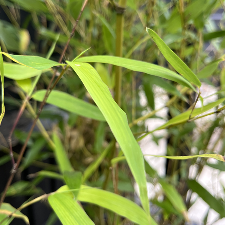 Phyllostachys  bissetii