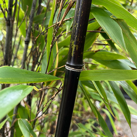 Phyllostachys Nigra Black Bamboo 10 LItre Pot