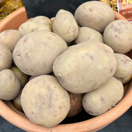 Picasso Main Crop Seed Potato 2.5Kg