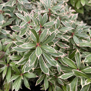 Pieris japonica Little Heath