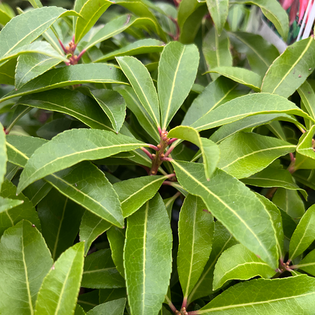 Pieris Mountain Fire