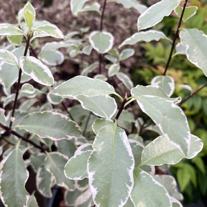 Pittosporum ten. Collaig Silver