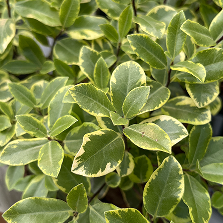 Pittosporum ten. Glo Ball