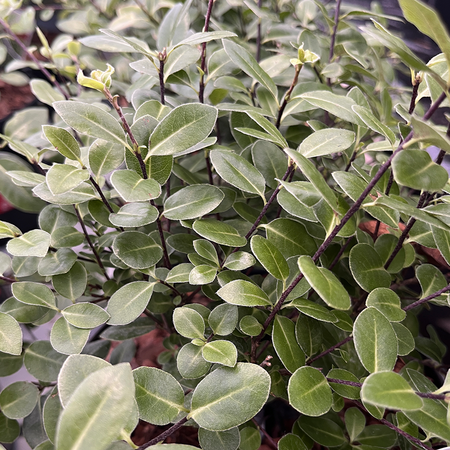 Pittosporum ten. Golf Ball