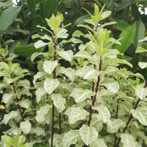 Pittosporum ten. Irene Patterson