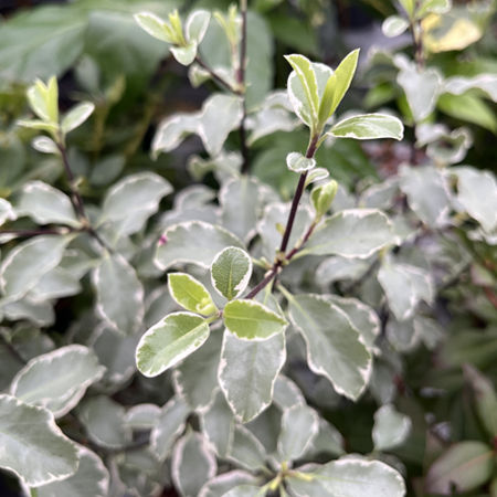 Pittosporum ten. Silver Queen