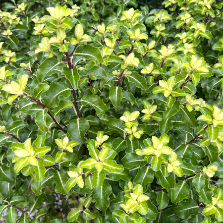 Pittosporum tenuifolium Gold Star