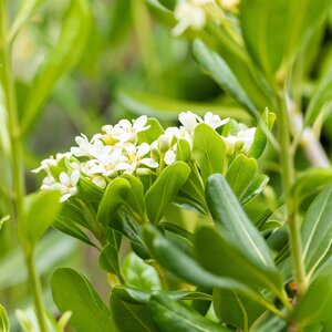 Pittosporum tobira 10 Litre pot