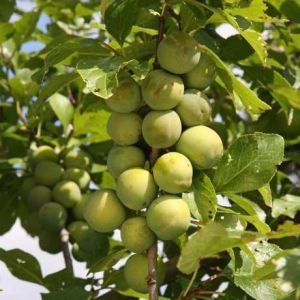 Plum Greengage St Julian A rootstock