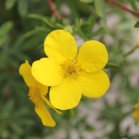 Potentilla Goldfinger