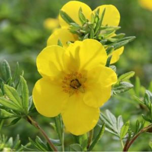 Potentilla Goldstar