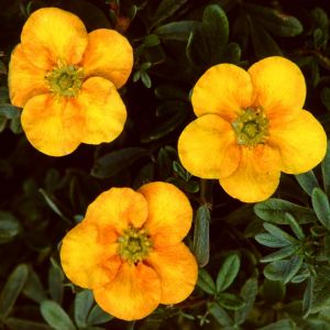 Potentilla Mango Tango