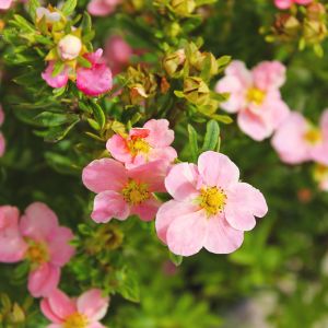 Potentilla Pink Beauty