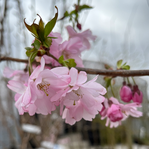 Prunus Accolade - image 1