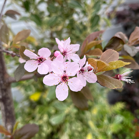 Prunus cerasifera Pissardii Nigra