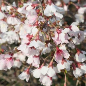 Prunus incisa Kojo-no-mai