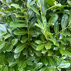 Prunus laurocerasus Rotundifolia