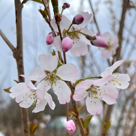 Prunus padus Pandora - image 1