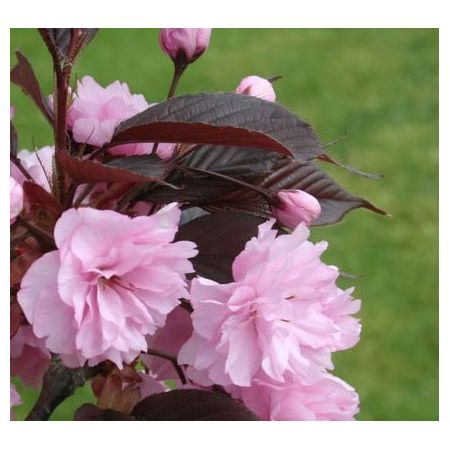 Prunus Royal Burgundy