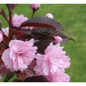 Prunus Royal Burgundy