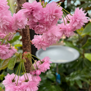 Prunus Shidare Sakura Cheal's Weeping Cherry - image 1