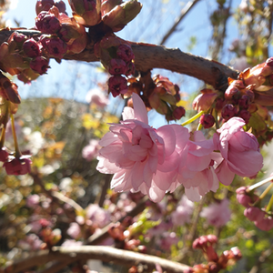 Prunus Shidare Sakura Cheal's Weeping Cherry - image 2