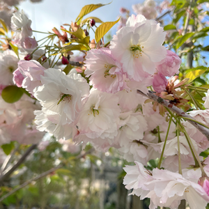 Prunus Shirotae