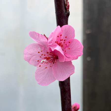 Prunus Spring Glow - image 1