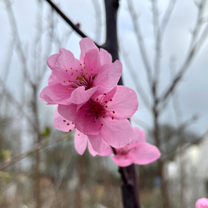 Prunus Spring Glow - image 2