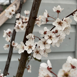 Prunus Trailblazer