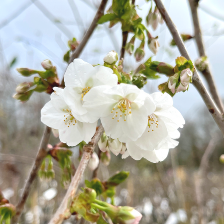 Prunus umineko Snow Goose