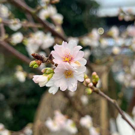 Prunus x subhirtella 'Autumnalis Rosea'